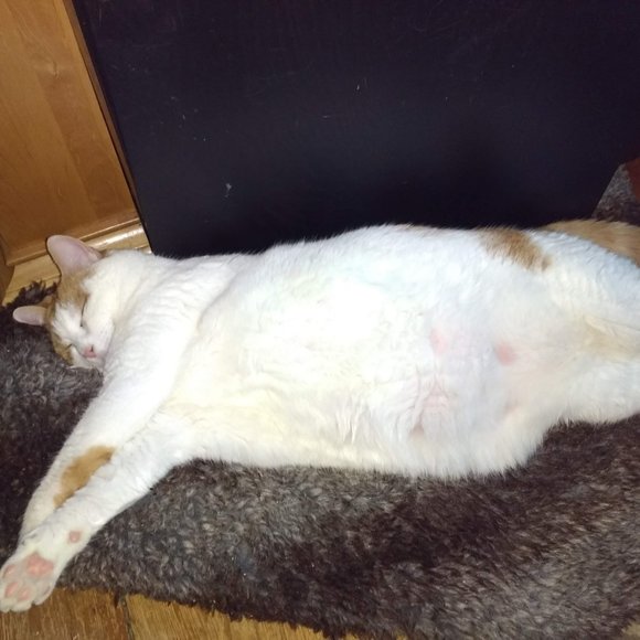 Meet your Posher, Tish - Picture 14 of 15